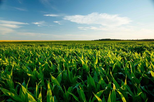Comment lutter contre le stress hydrique en agriculture ?