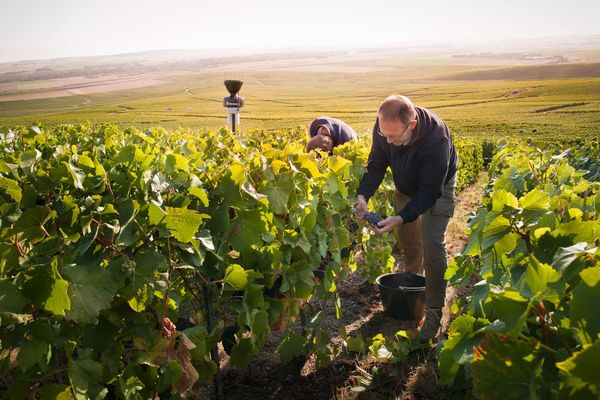 Viticulture : quelles estimations pour les vendanges 2023 ?