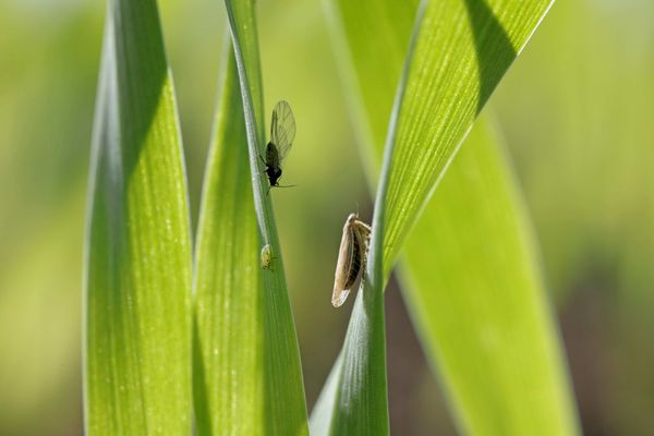 Anticiper et faire face aux risques ravageurs en automne
