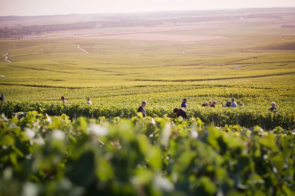 Vendanges 2023 : récoltes contrastées en raison de la météo