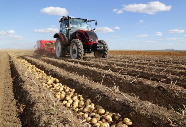 Travaux agricoles sur la pomme de terre en avril 2025