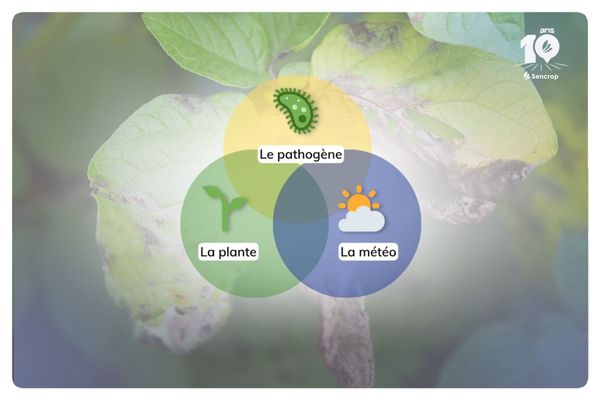Le triangle des maladies : comment mieux anticiper les risques en agriculture ?