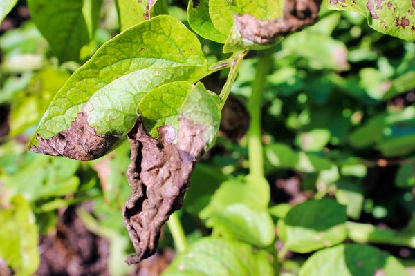 Mildiou de la pomme de terre : causes, symptômes et solutions pour protéger vos cultures