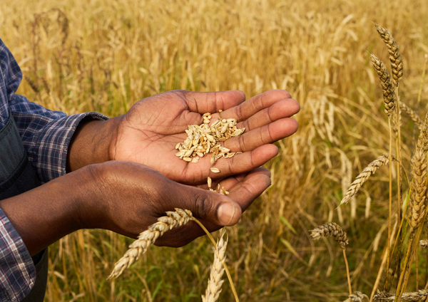 Séchage du grain : pourquoi la chaleur seule ne suffit pas