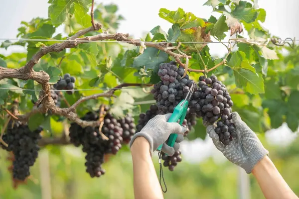 Vendanges 2026 : un millésime très précoce, déjà sous tension