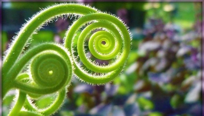 SPRING EQUINOX + Sacred Geometry + Esoteric Yoga