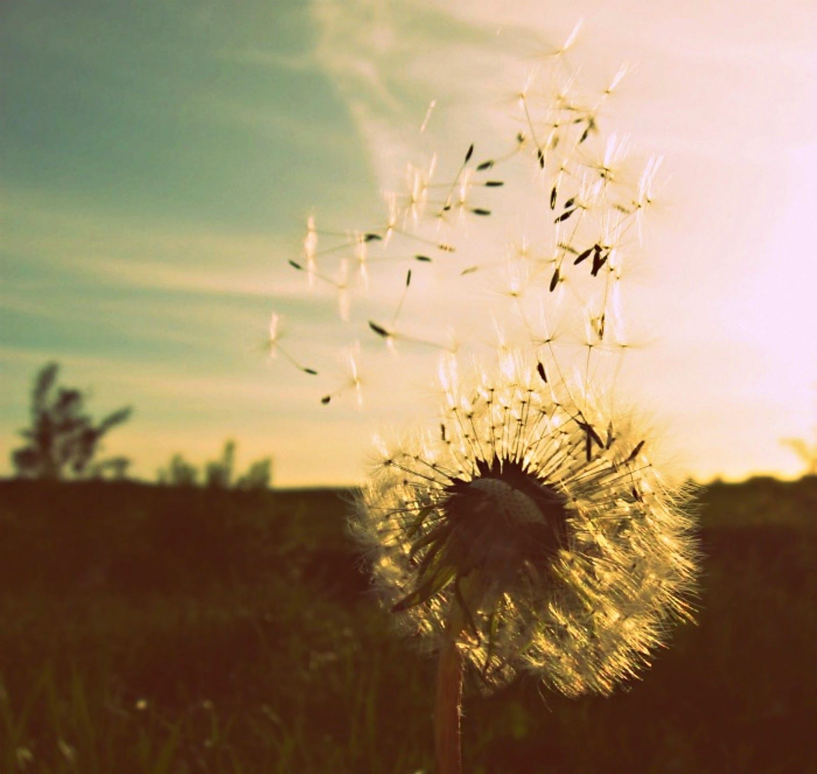 Taurus New Moon - MAKE A WISH