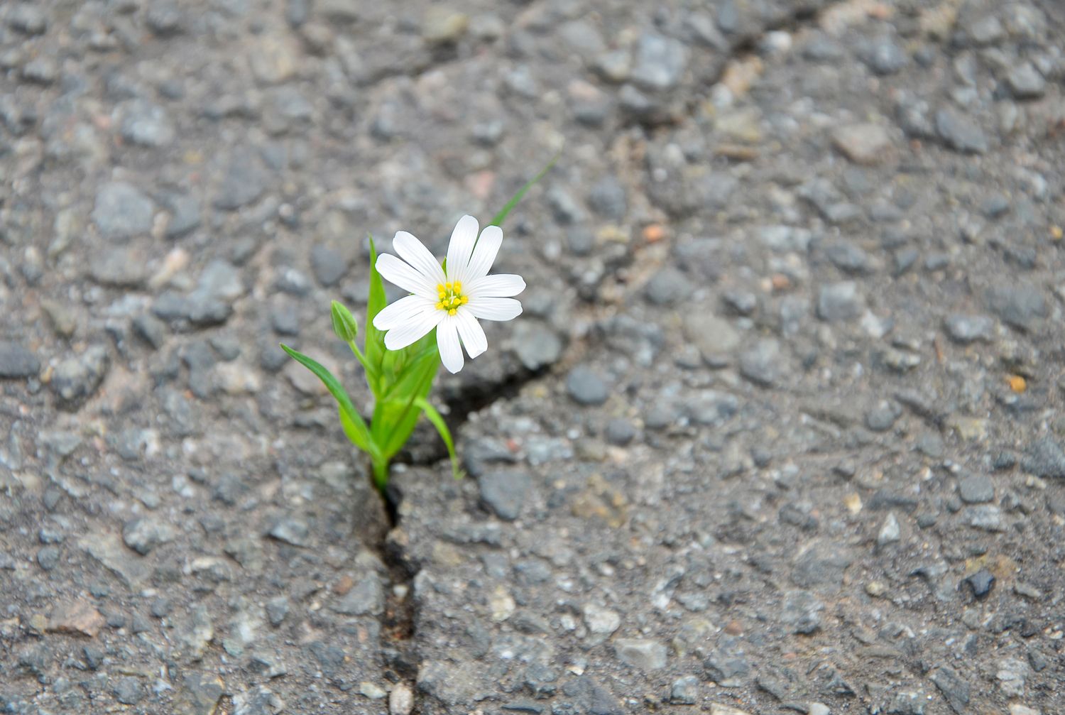Resilient by Nature
