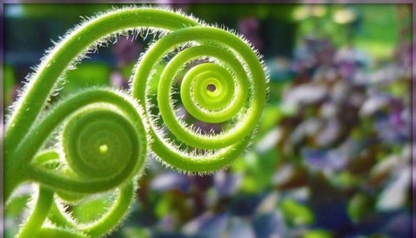 SPRING EQUINOX + Sacred Geometry + Esoteric Yoga