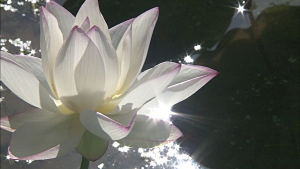 cancer full moon - BEING TRANSPARENT