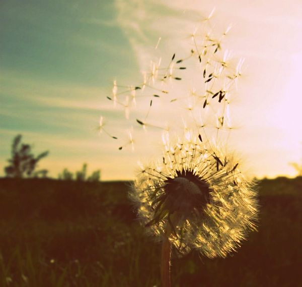 Taurus New Moon - MAKE A WISH