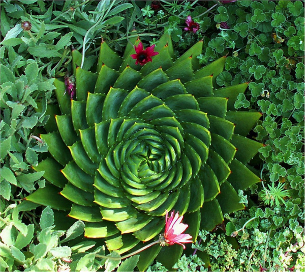 Spring Equinox & Sacred Geometry