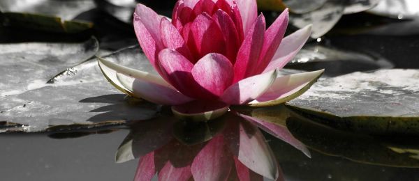 LOTUS UNLEASHED
