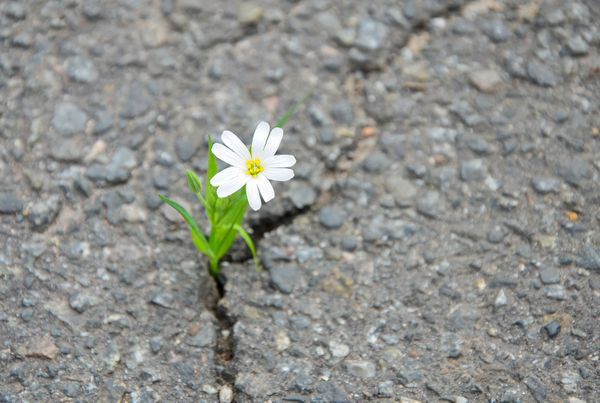 Resilient by Nature