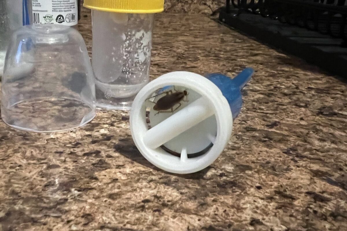 Roaches in Baby Bottles, Dead Mice in Sheets, an Eviction Case: Life Raising a Baby in a Pinnacle Apartment