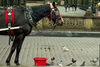 Central Park Conservancy Finally Says 'Neigh' to Horse-Drawn Carriages