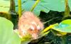 Adult Rat Swim at Brooklyn Botanic Garden