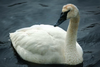 Behold NYC's First-Ever Trumpeter Swan