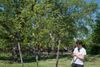 Meet the Tree-Counting Juggernaut of New York City