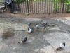 Free the Animals