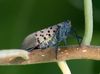 Where Have the Lanternflies Gone?