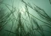 The Unseen Plant That Could Save New York's Shorelines