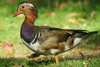 Playful, Princely, Likely Molting: There's a New Hot Duck in Town