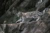 BABY SNOW LEOPARD