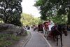 The Many Losers in NYC's Horse Carriage Fight