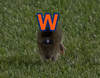 A tiny rat running in the grass on Citi Field that someone has photoshopped to be wearing a Mets hat .