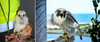 Behold This Fiercely Majestic Falcon and Its Embarrassingly Awkward Chick
