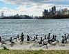 Geese gathered on the shore of Randall's Island.