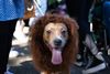 Is it Morally Defensible to Put Dogs in Halloween Costumes? A Brief Debate