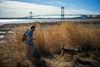 Chris Nagy, wildlife biologist and the co-founder of the Gotham Coyote Project, with his dog Ethan. In both Ferry Point Park