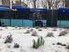flowers peek up through the snow