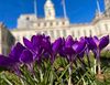 Violets outside City Hall.