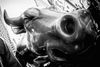 A close up of the Wall Street Bull in black and white.