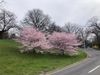Cherry blossoms in Prospect Park
