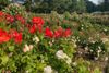 Roses in the Brooklyn Botanic Garden