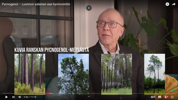 Mr. Pycnogenol Jarmo Hörkkö KoivuTV:n vieraana – Mitkä ovat Pycnogenolin 4 vaikutusmekanismia?