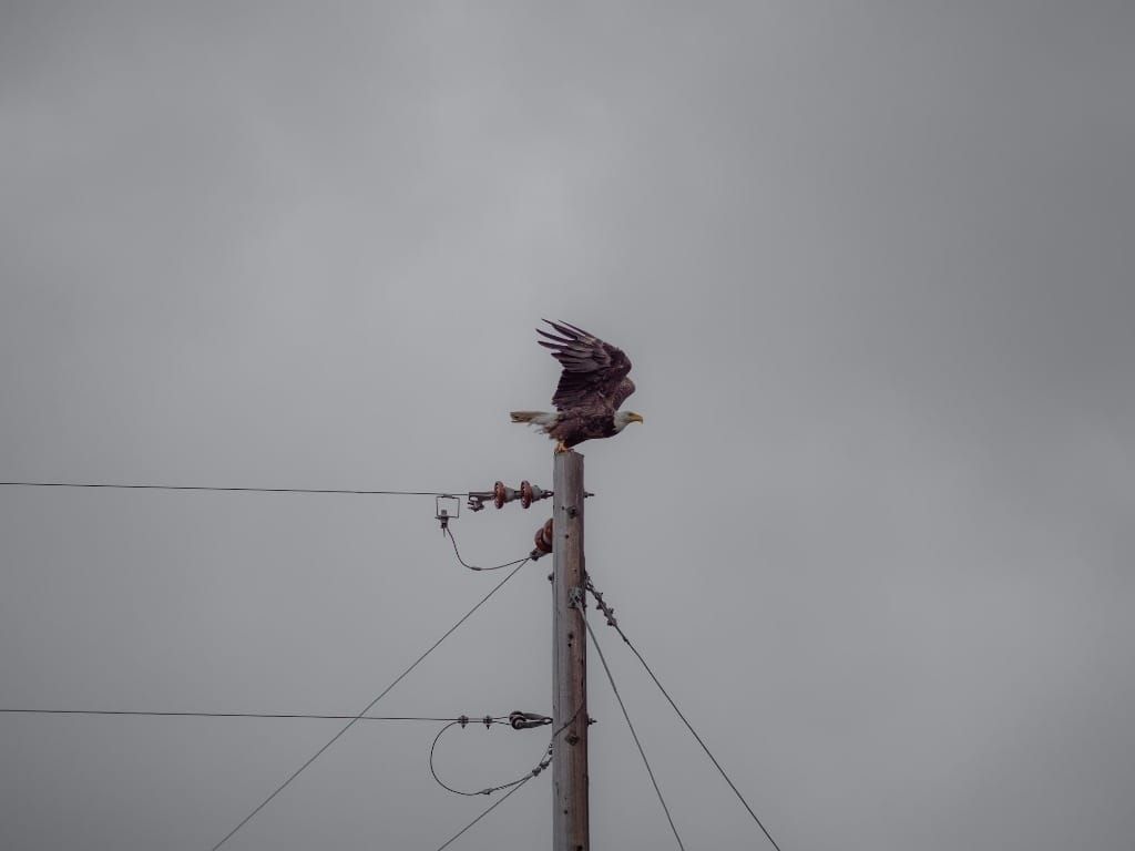 Industry Lawyer: ISPs Should Keep a Close Eye on FCC’s State Pole Review
