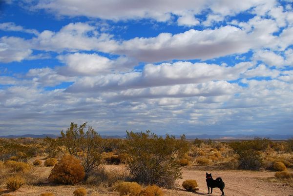 RDOF Winners Seek Amnesty Amidst Rising Costs