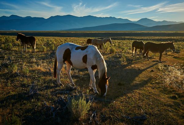 Idaho