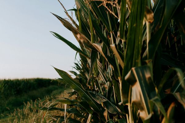Illinois