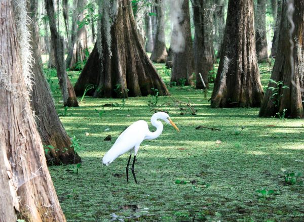 Louisiana