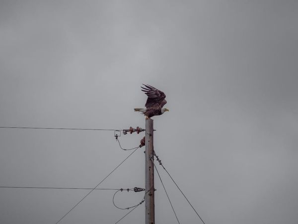 Industry Lawyer: ISPs Should Keep a Close Eye on FCC’s State Pole Review