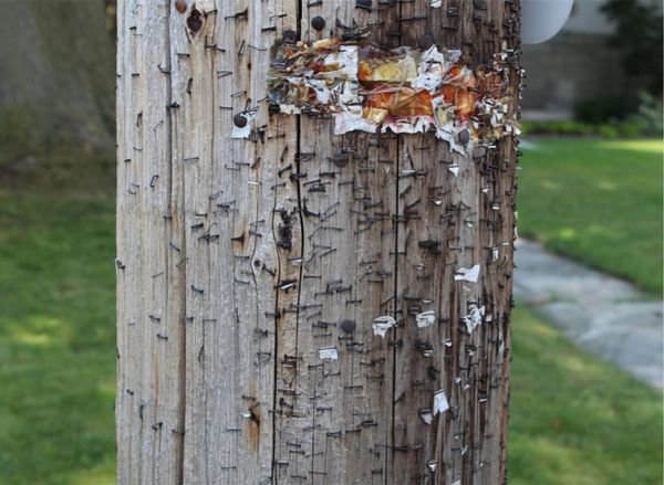 Utility Group Warns ‘Minor’ Pole Attachments Can Create Major Risks for Linemen