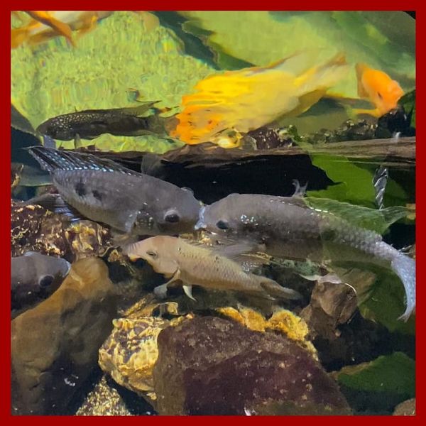 Hogyan veszíts el négy pasit egy este alatt... Csütörtököt mondok!