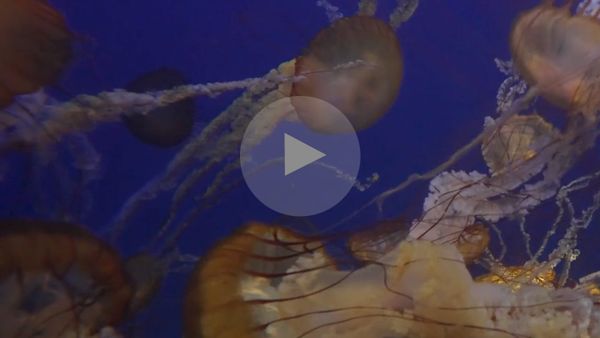 Day Trip: Cool places to take your aging parents—The Local Aquarium