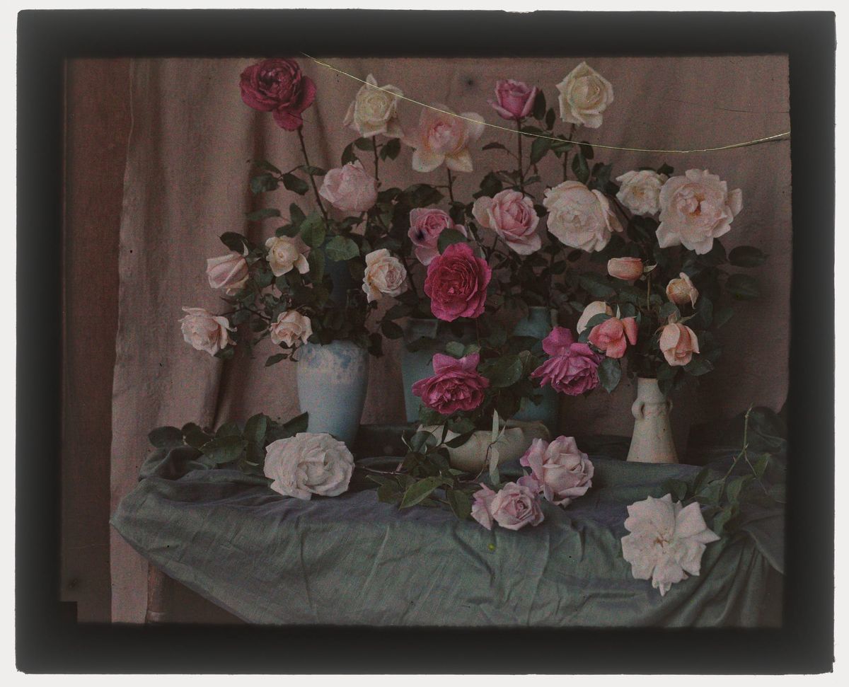 Roses for September: What I'm reading, watching, hearing, and loving this month